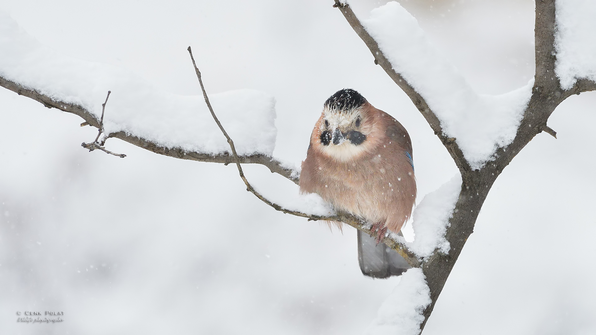 Eurasian Jay